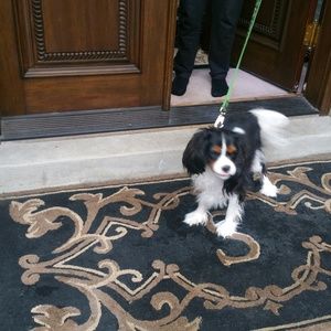 Meet your Posher, Dianne